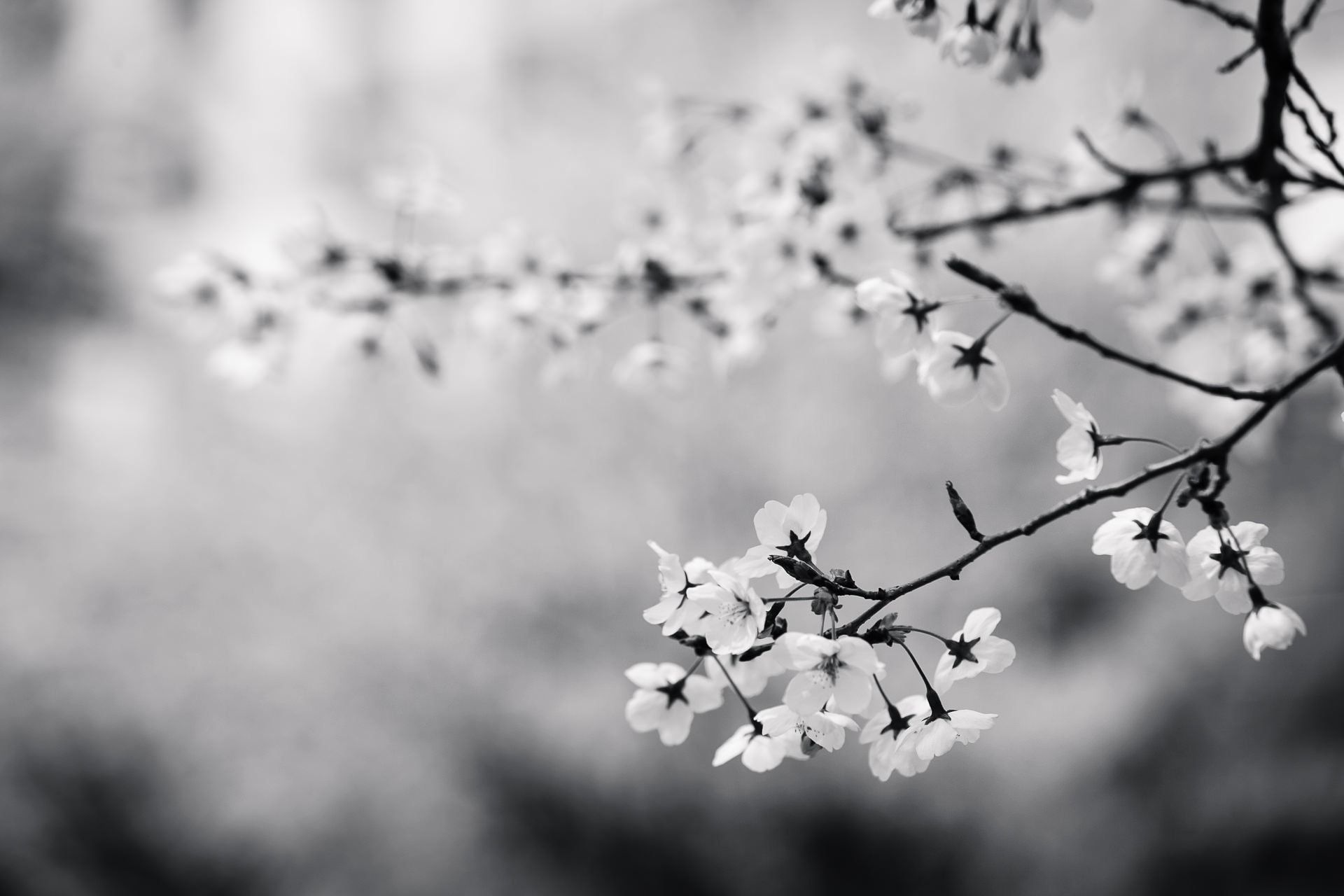 Sesion Bioneuroemoción en Línea Imagen de un almendro en flor en blanco y negro.